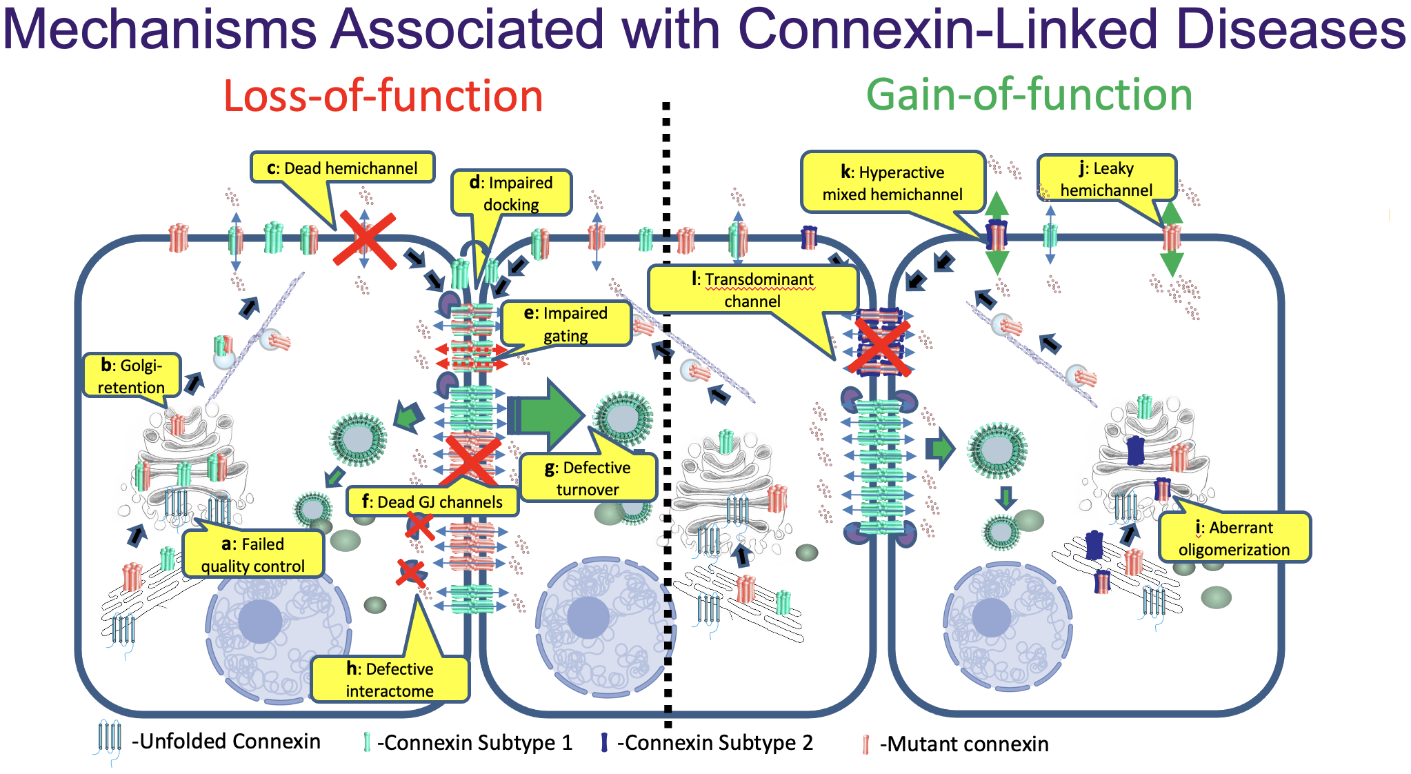 Mechanisms associated with connexin-related diseases